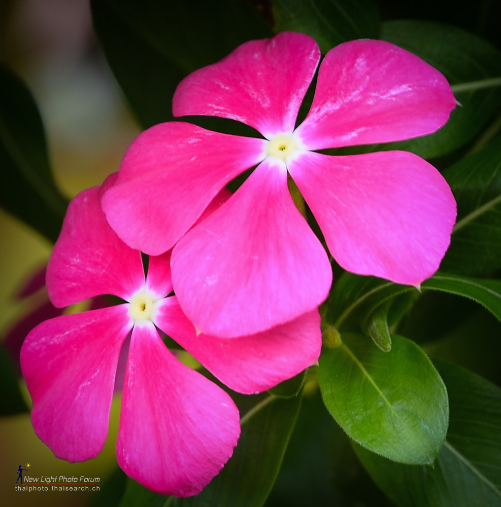 16mmflower-1.jpg