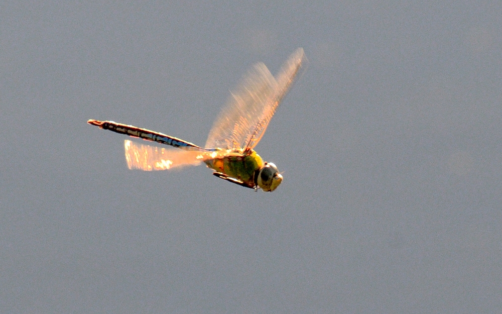 16th June 2015 044.JPG