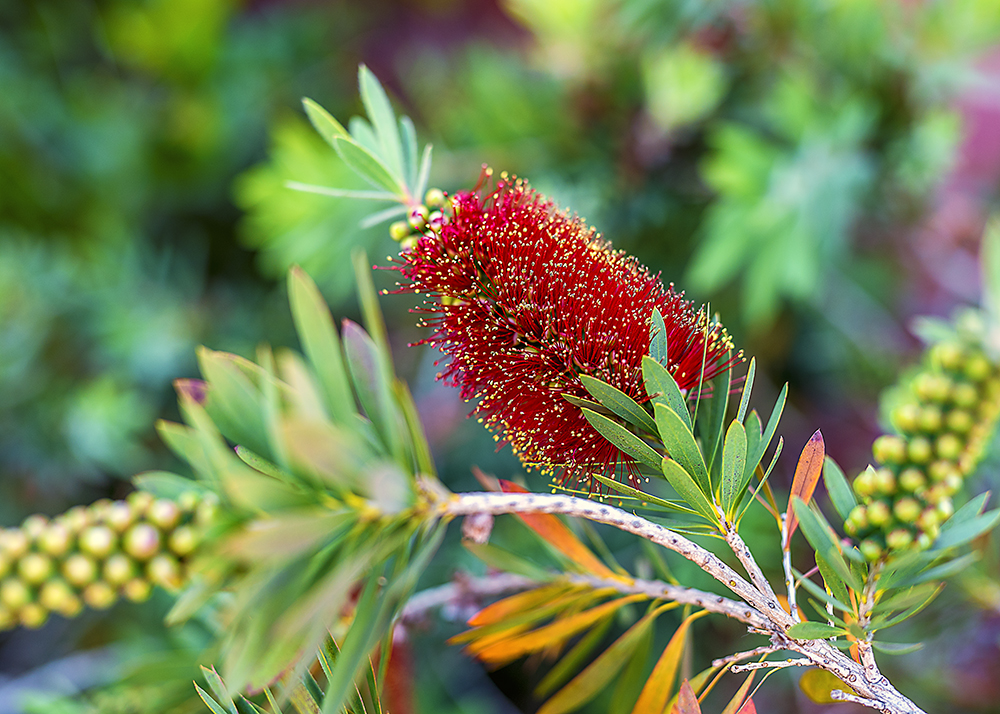 17 April 2015 - Lame Flower Shot.jpg