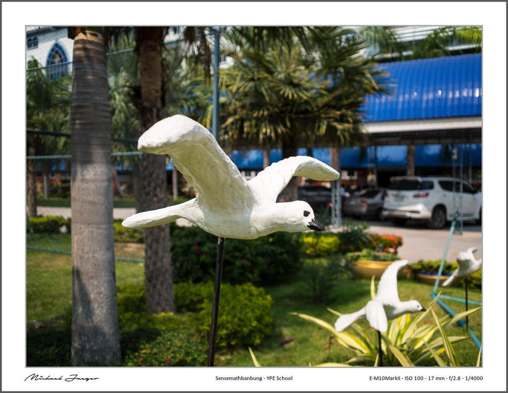 17mm-school-bird-1.jpg