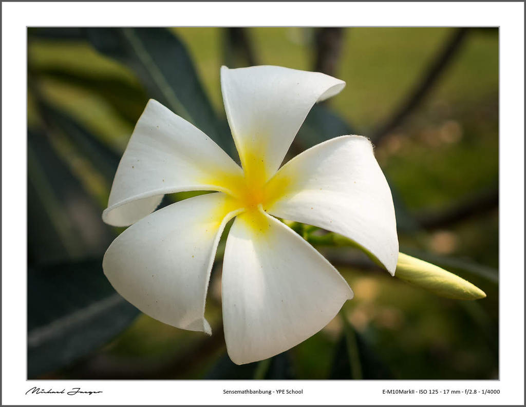 17mm-school-blossom-1.jpg