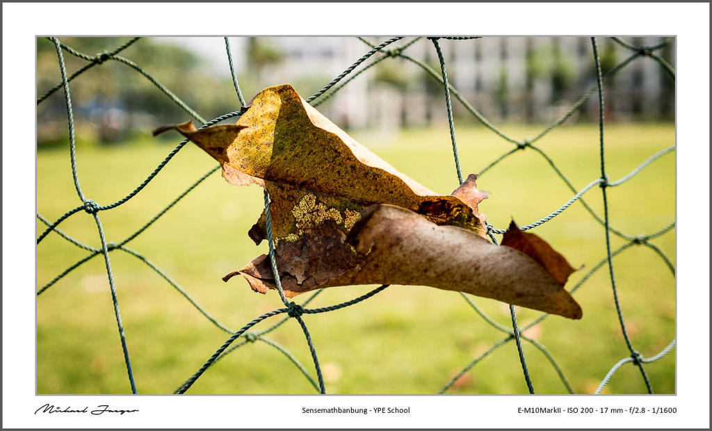 17mm-school-leave-fence1-1.jpg