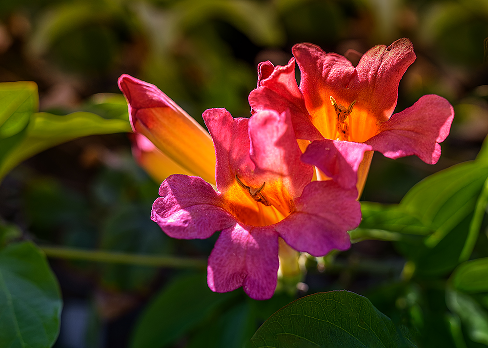 18 April 2015 - Returen of Flowuh Powuh.jpg