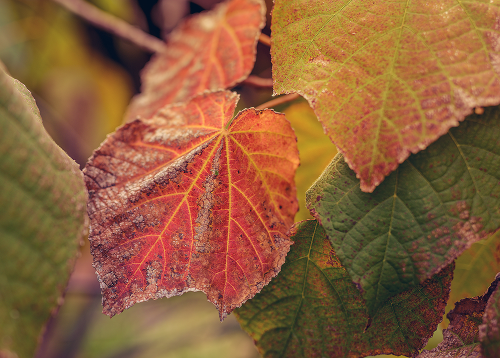 18 May 2015 - Leaves at Sundown.jpg