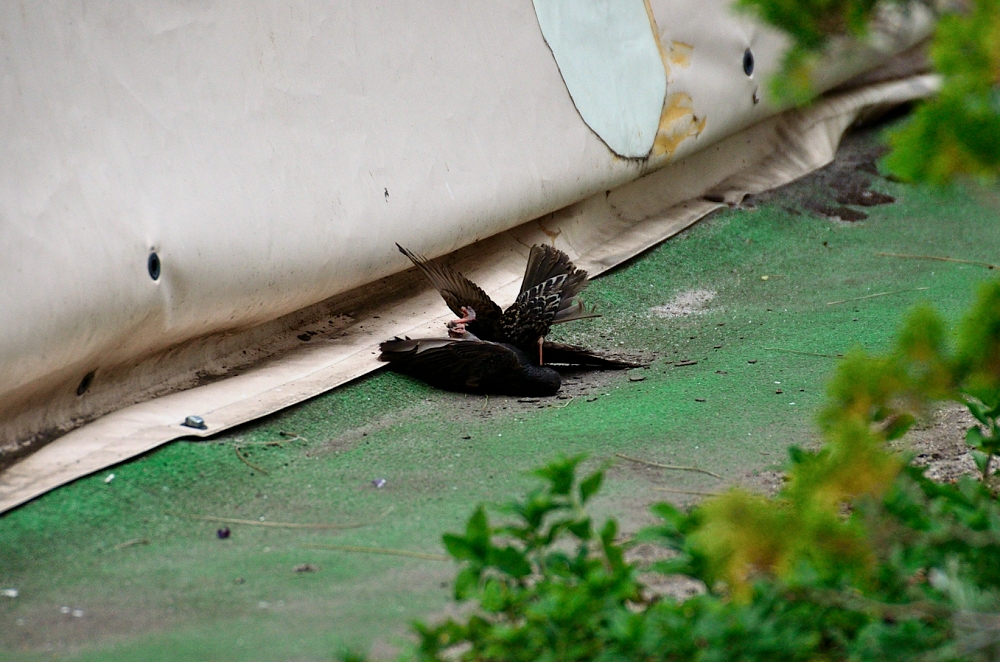 18th May 2014 054.JPG