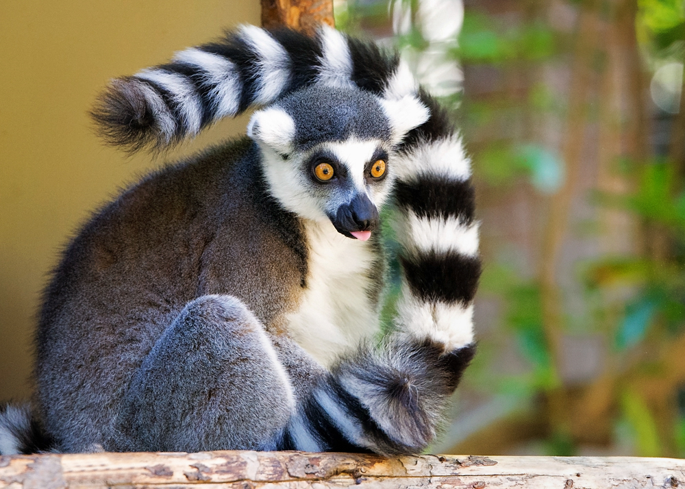 19 December 2015 - Lemur Tongue.jpg