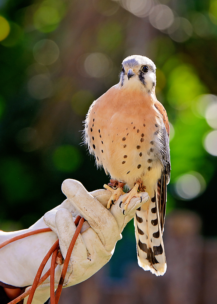 19 December 2015 - Peregrin Falcon With Handler.jpg