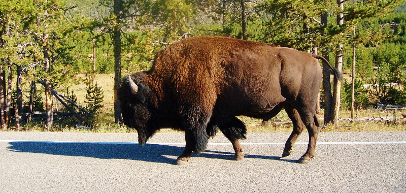 OLD BULL - YELLOWSTONE N.P.  OUT FOR A STROLL