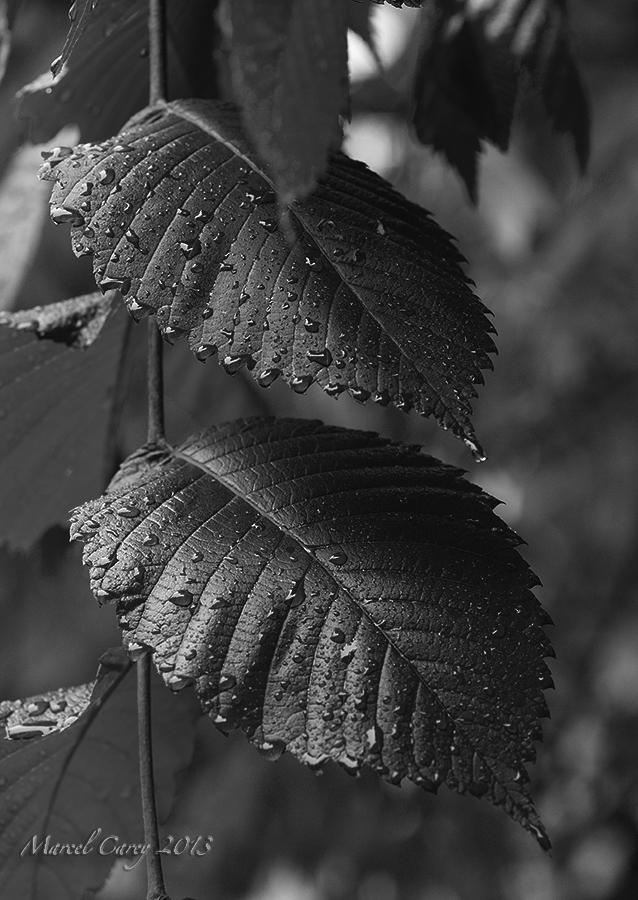1MC_0853B&W.jpg