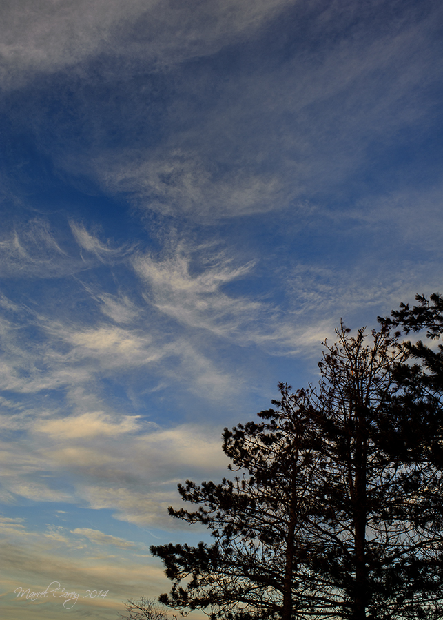 1MC_2237_22391MC_2237.jpg