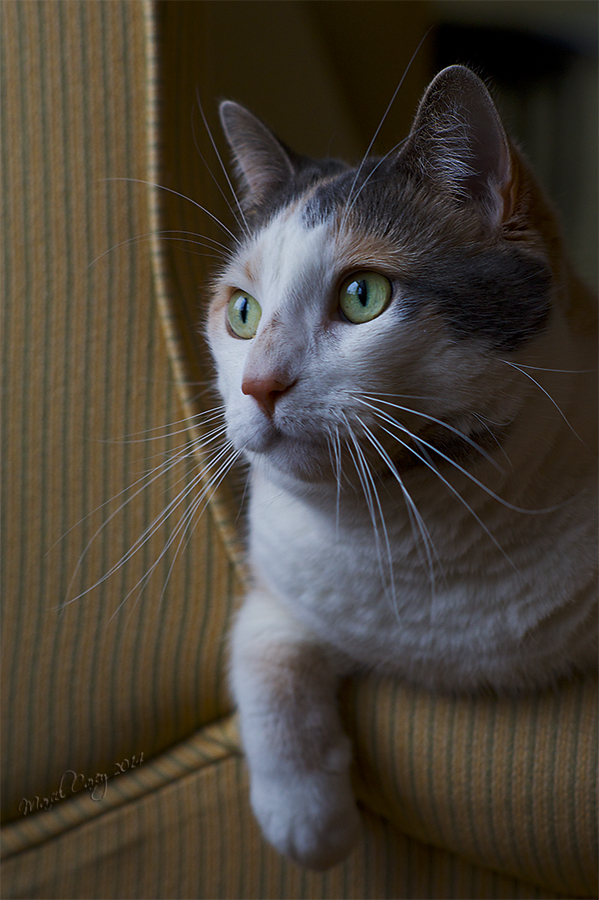 1MC_2274 - copie.jpg
