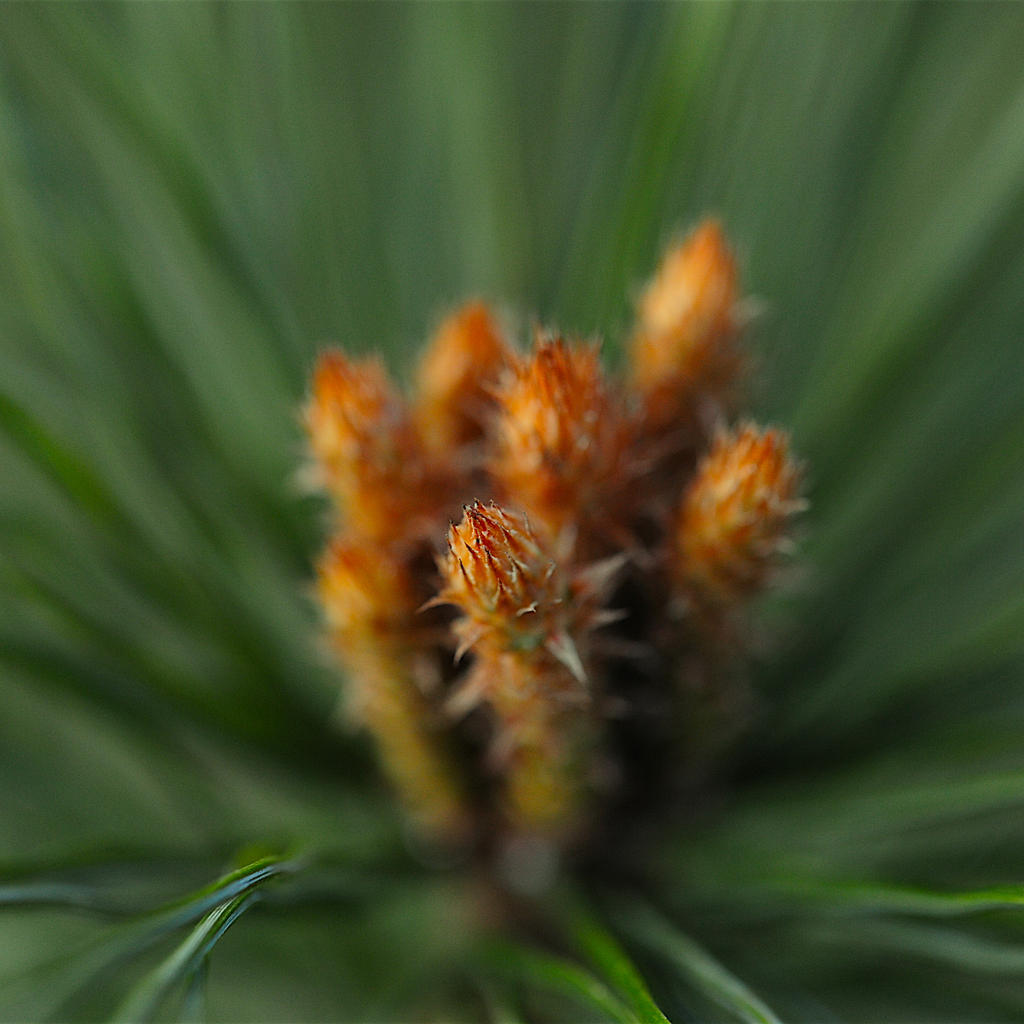 1MC_4406.jpg