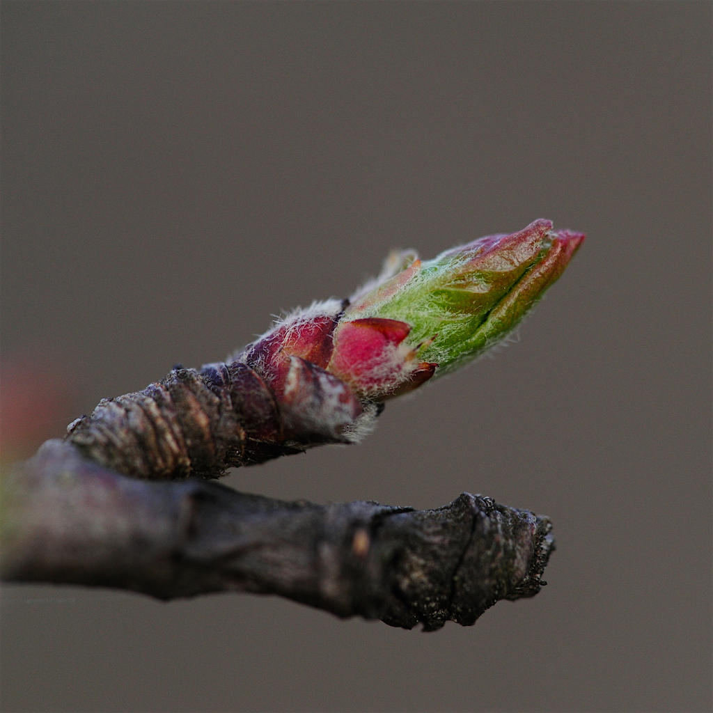 1MC_4408.jpg