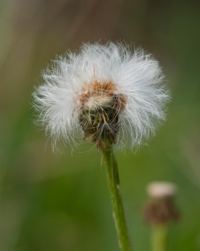 1MC_4625.jpg