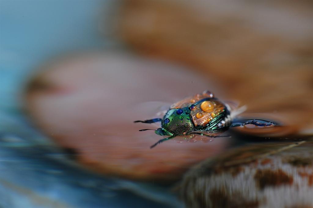 1MC_5115 - copie.jpg