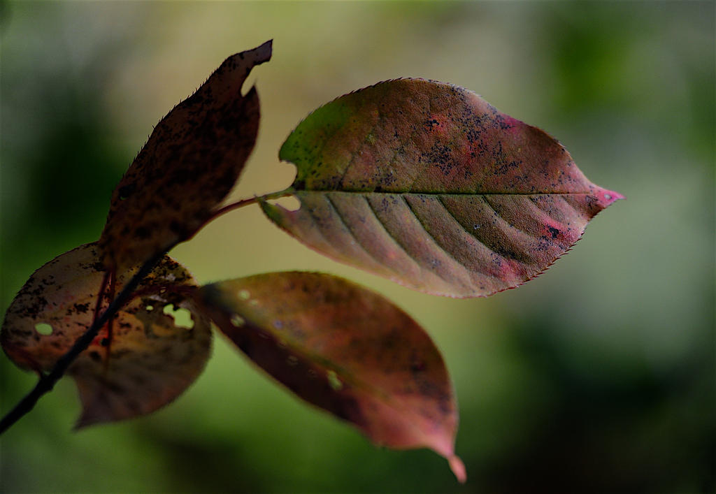 1MC_5321 - copie.jpg