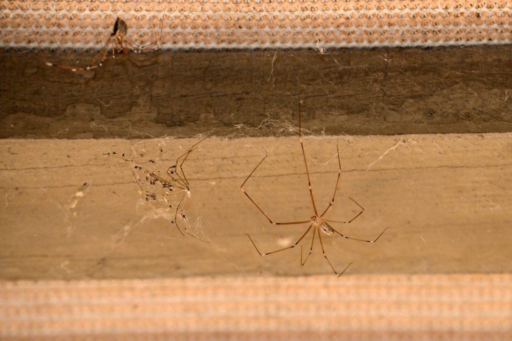 1st Apr 2015 004.JPG