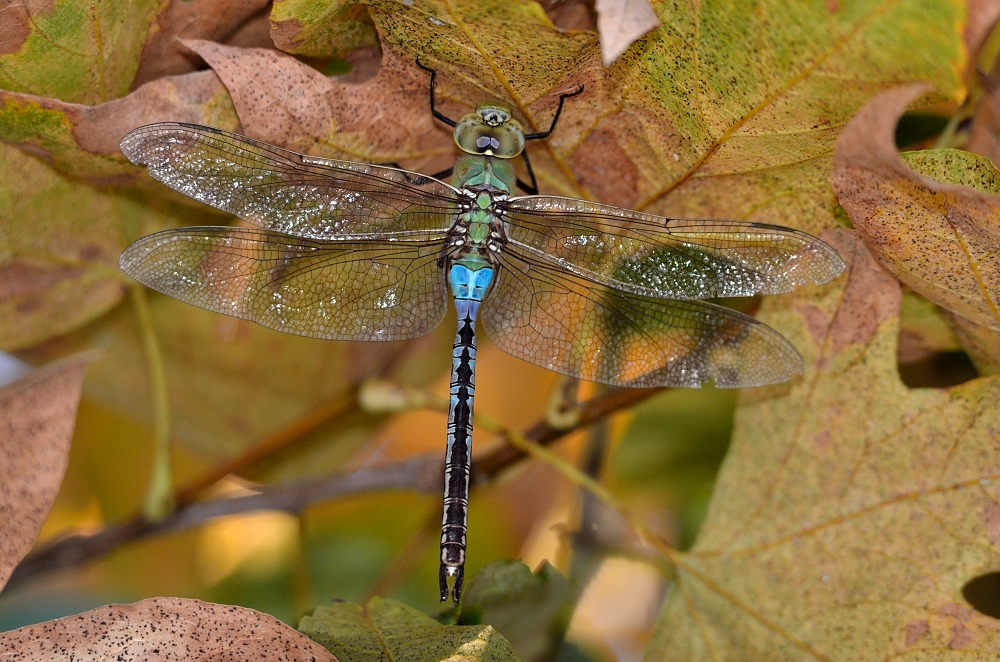 1st Oct 2015 023.JPG