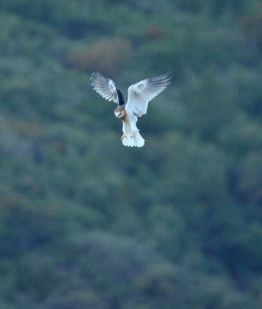 1st Sept 2014 036.JPG