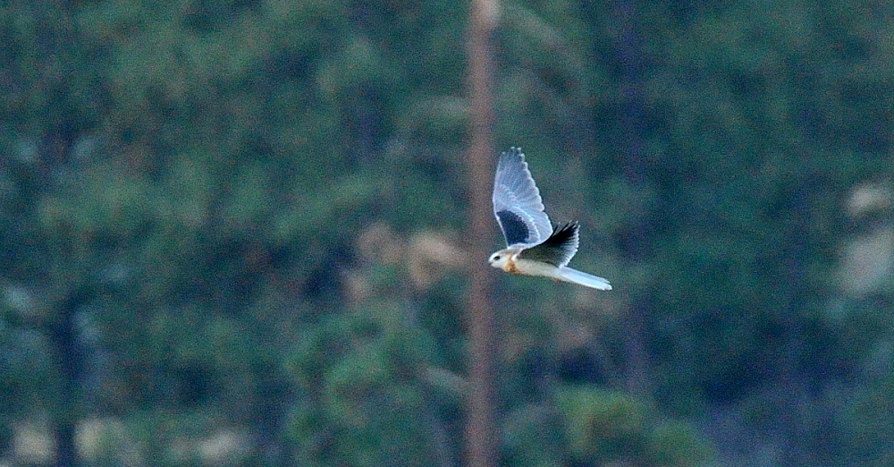 1st Sept 2014 042.JPG