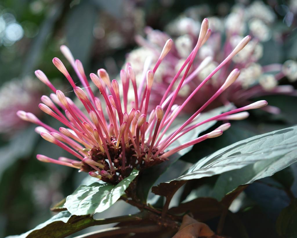 2-1-15 Arboredum   11.jpg