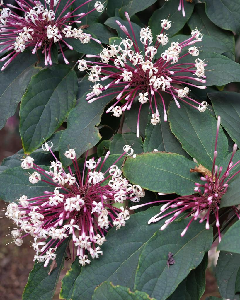 2-1-15 Arboredum   13.jpg