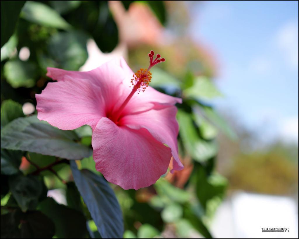 2-1-15 Arboredum   26.jpg