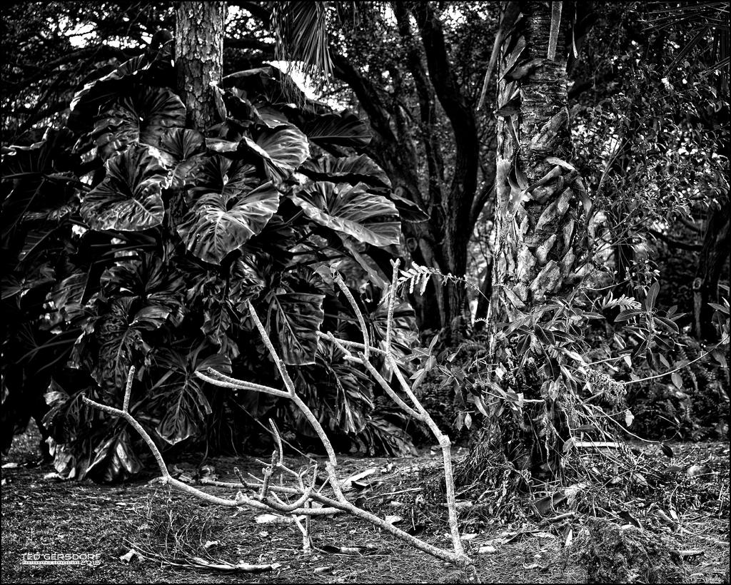2-1-15 Arboredum   6.jpg