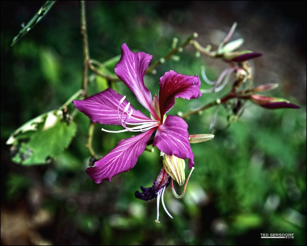 2-1-15 Arboredum   9.jpg