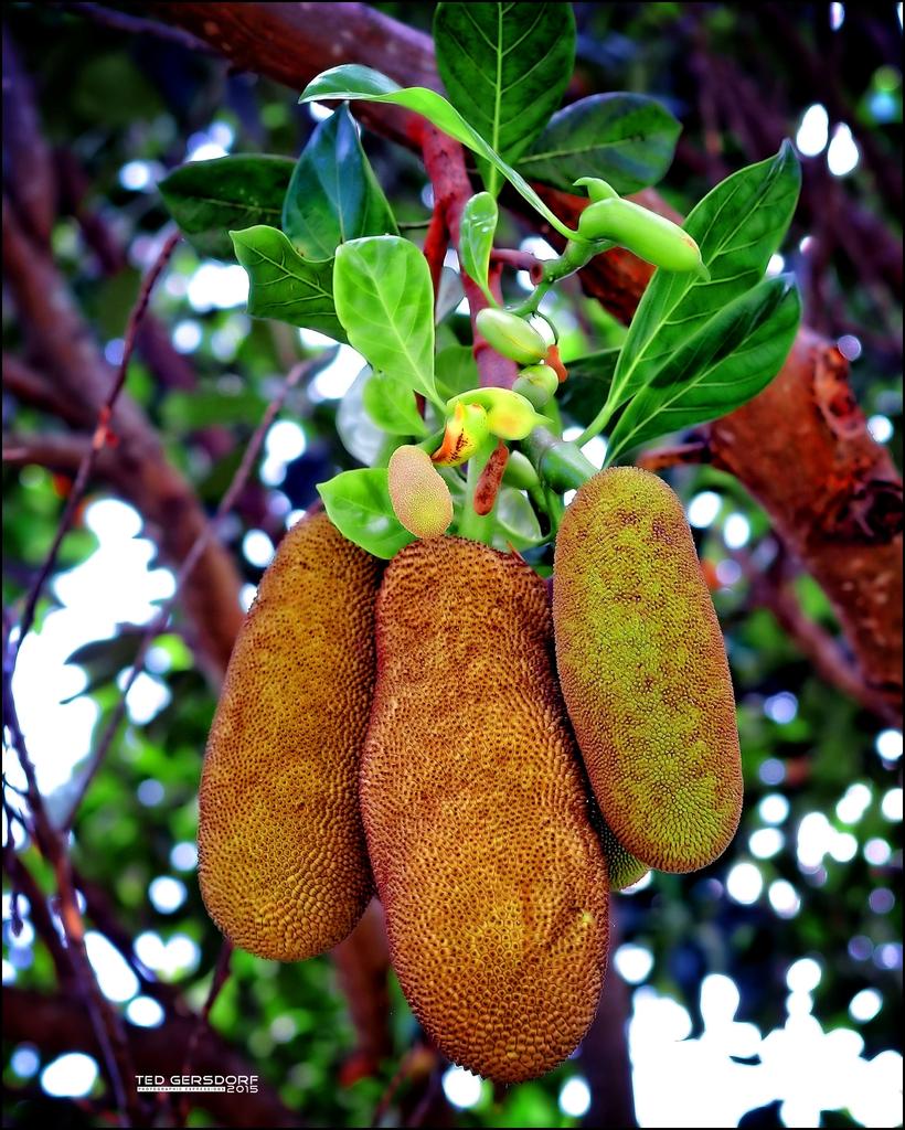 2-1-15 Arboredum Fruit.jpg
