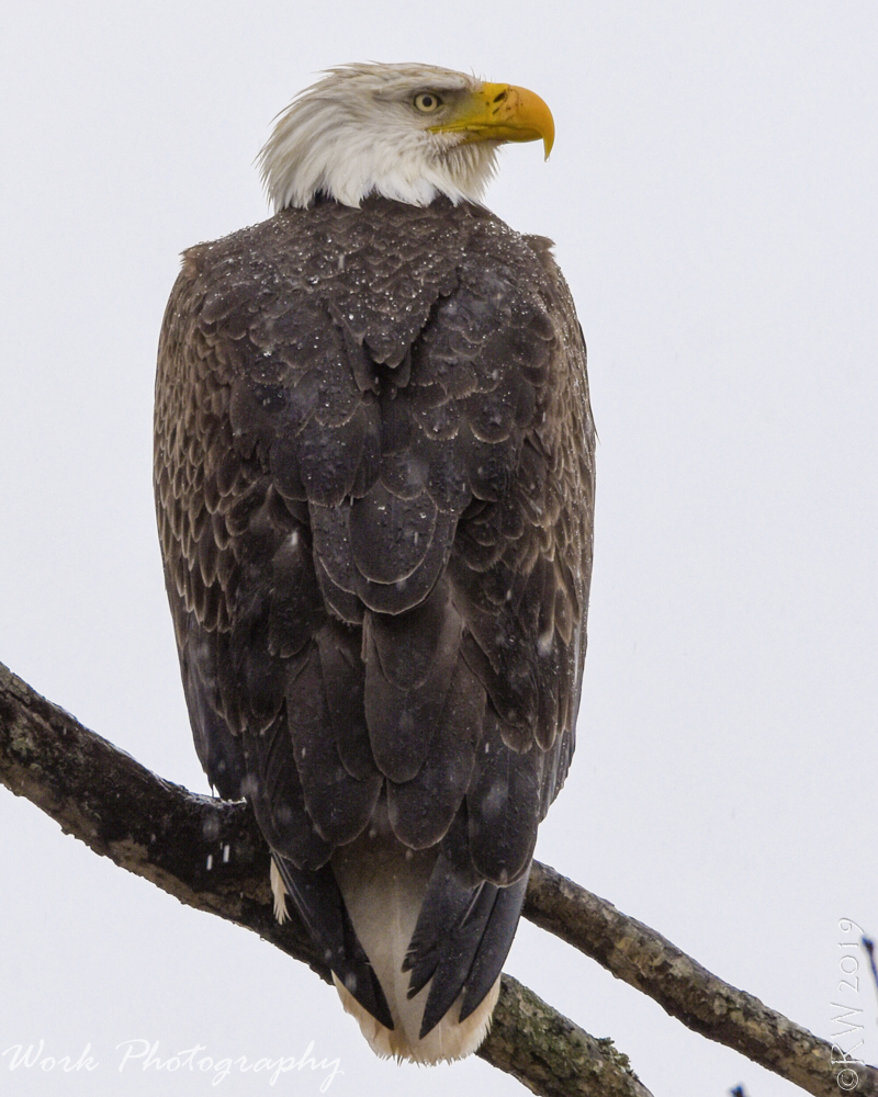 2-10-19 RW Fort Donelson -7705.jpg