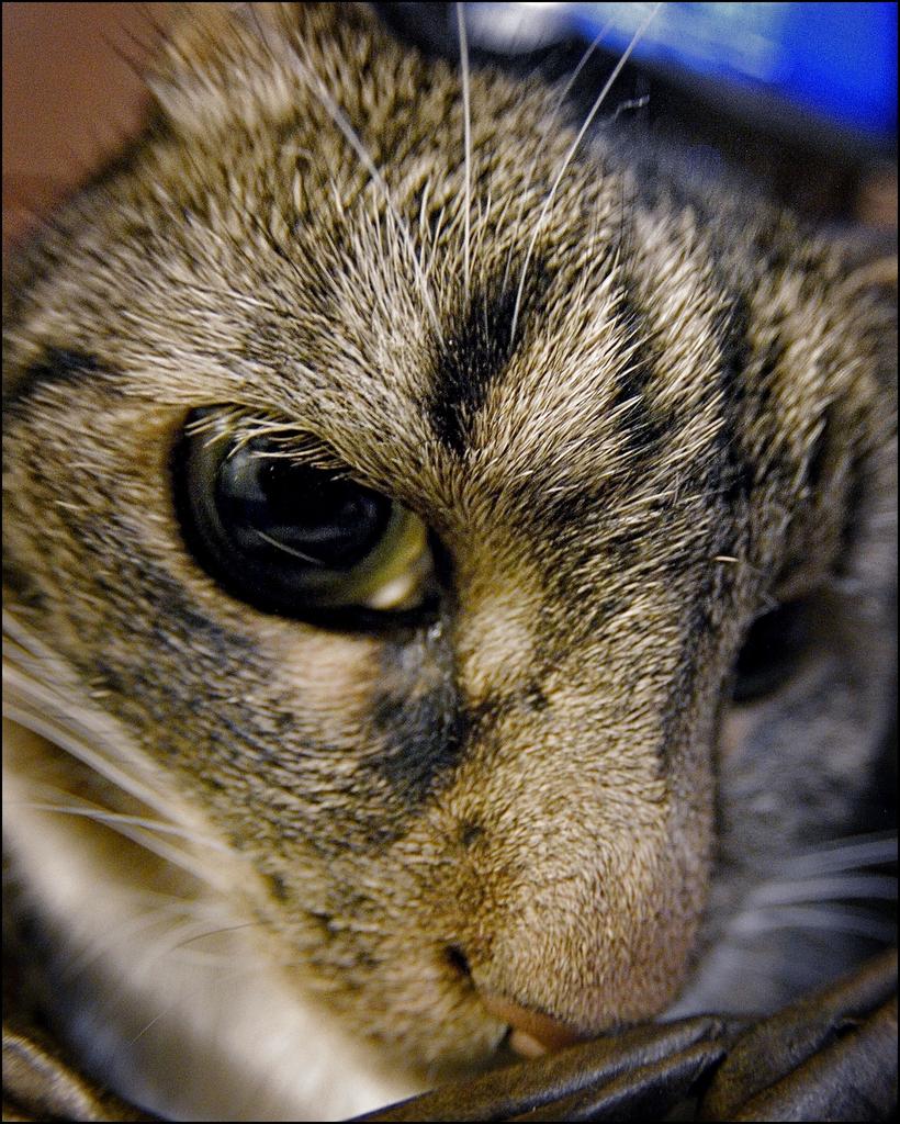 2-15-16 Bill the Cat   10.jpg