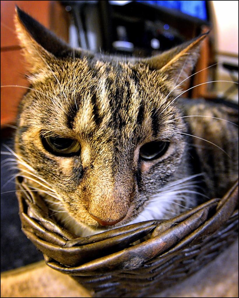 2-15-16 Bill the Cat   13.jpg