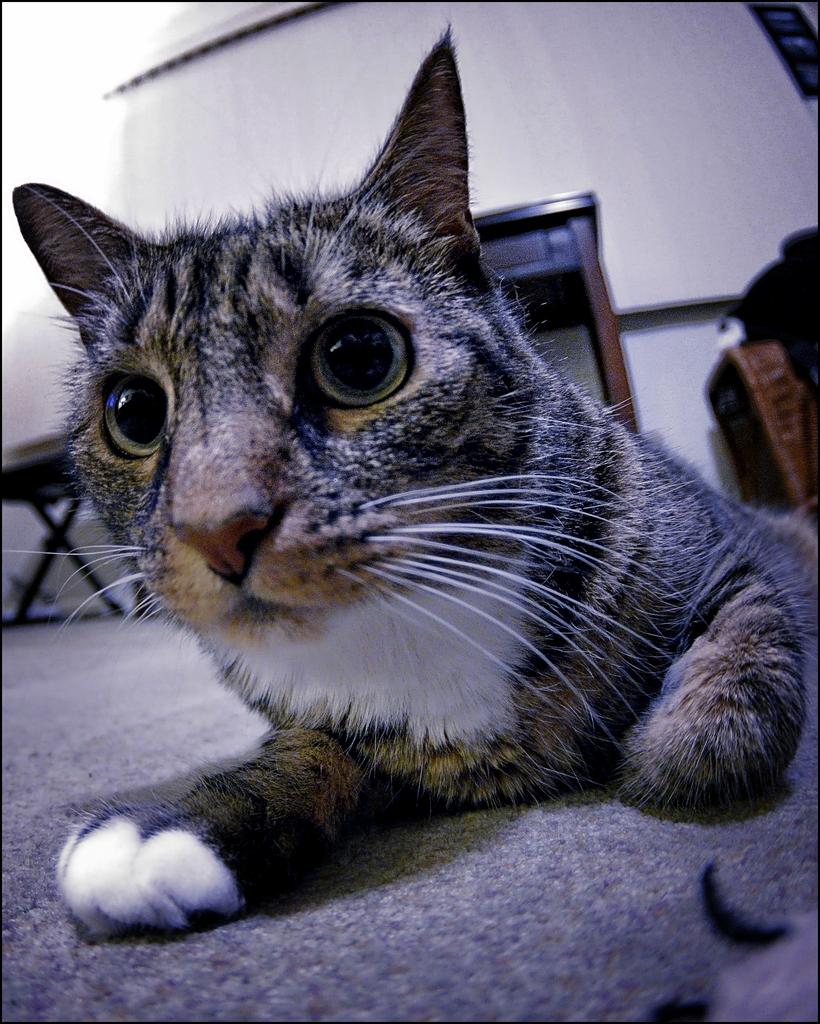 2-15-16 Bill the Cat   7.jpg