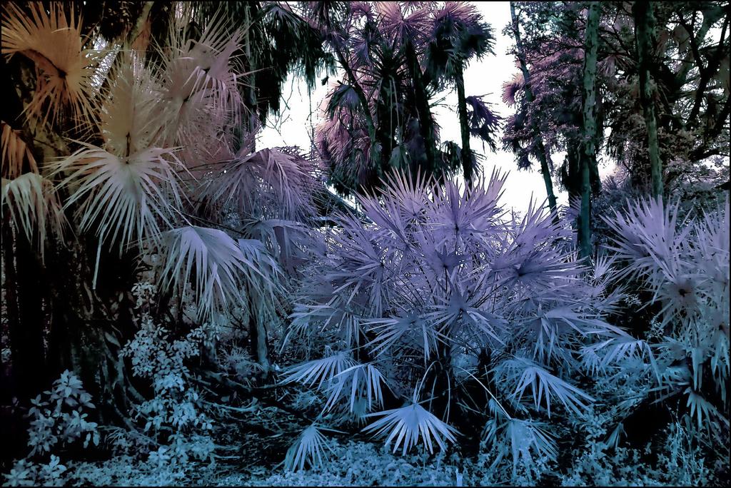 2-18-16 Trade Winds IR   2.jpg