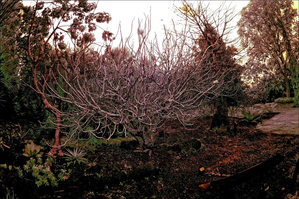 2-2-16 Arboredum IR   10.jpg