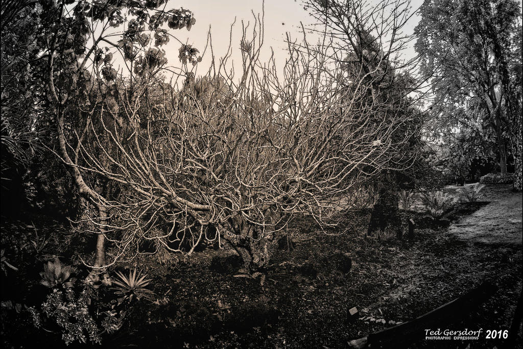 2-2-16 Arboredum IR   10BW.jpg