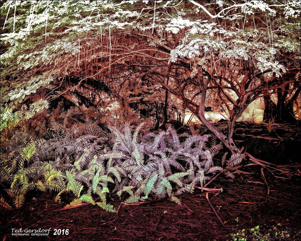 2-2-16 Arboredum IR   11.jpg