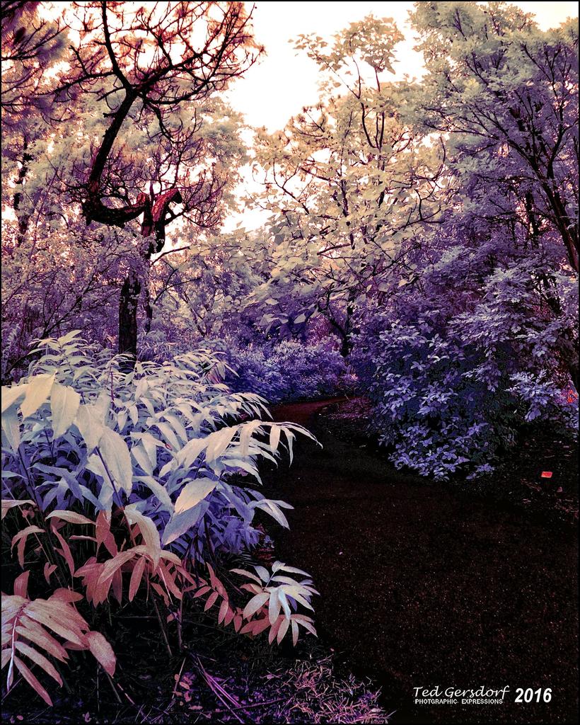2-2-16 Arboredum IR   2.jpg