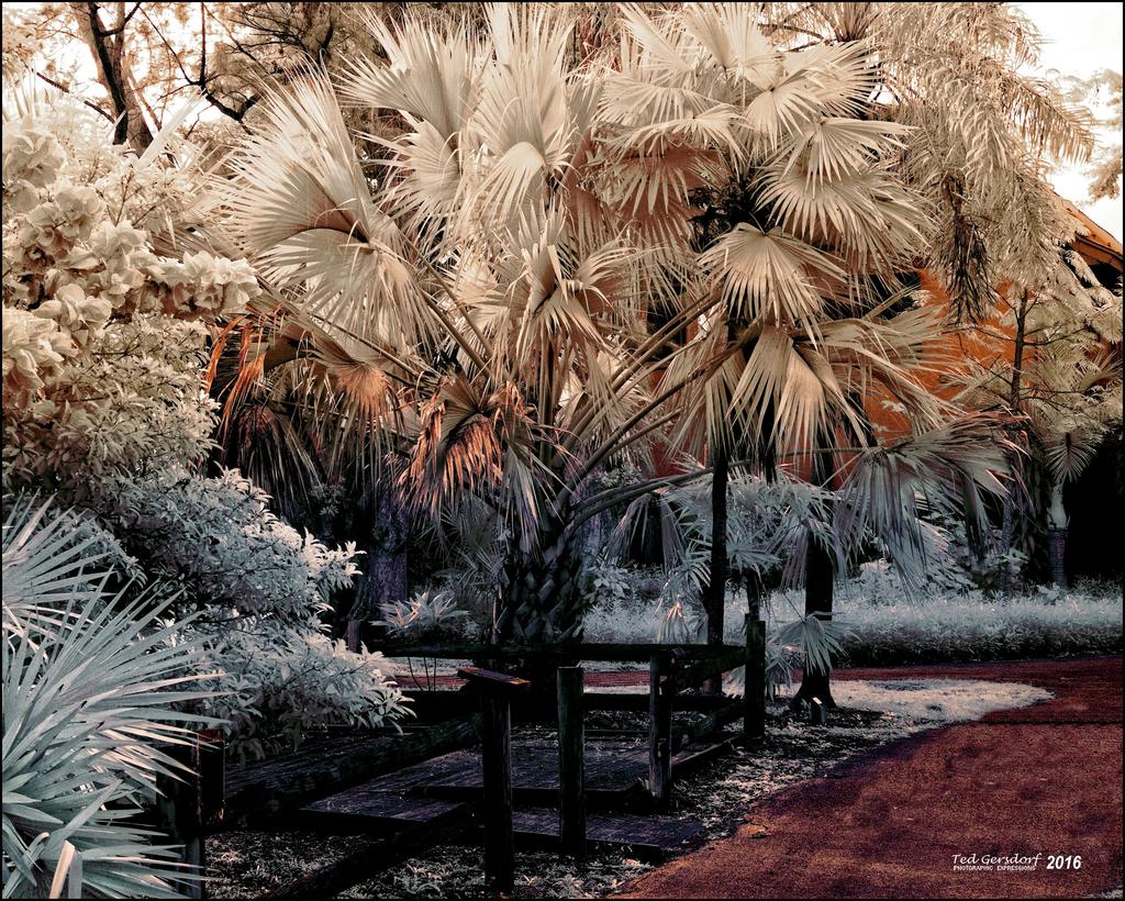 2-2-16 Arboredum IR   3.jpg