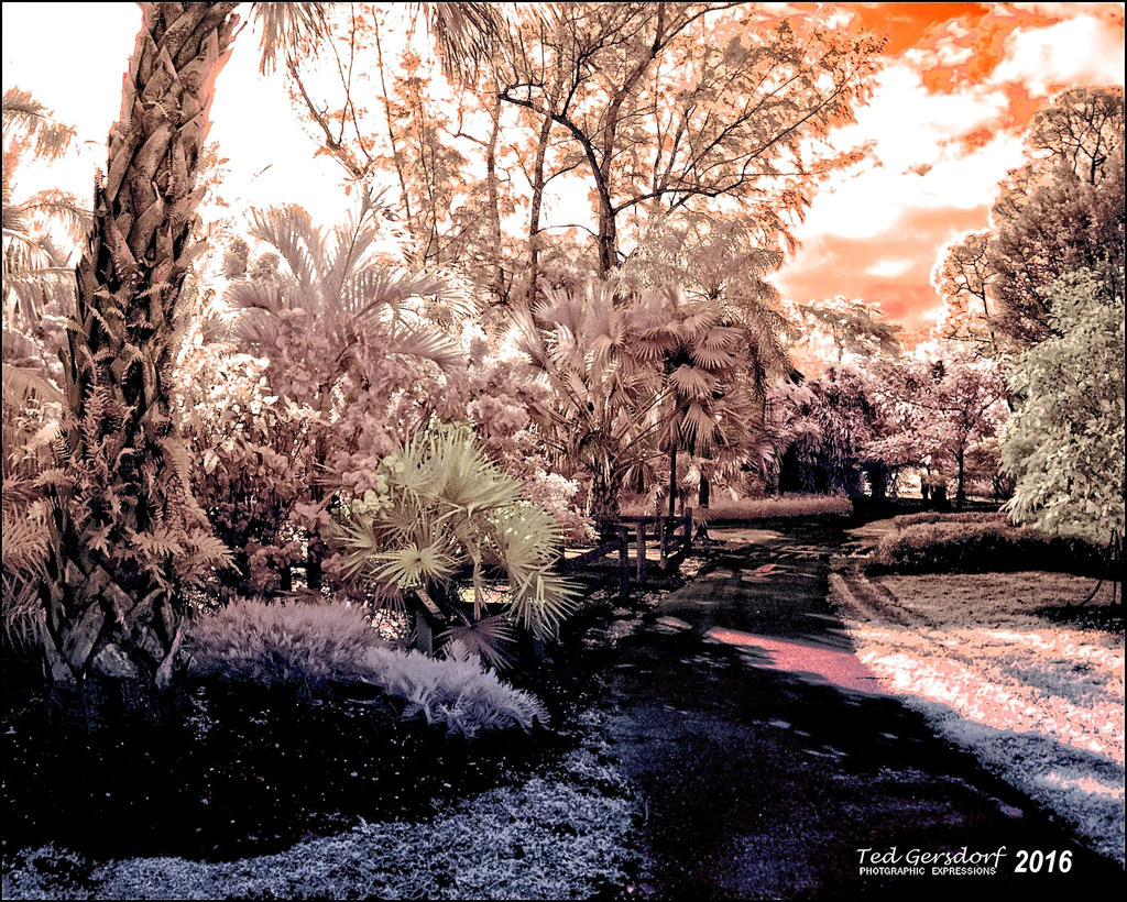 2-2-16 Arboredum IR   4.jpg