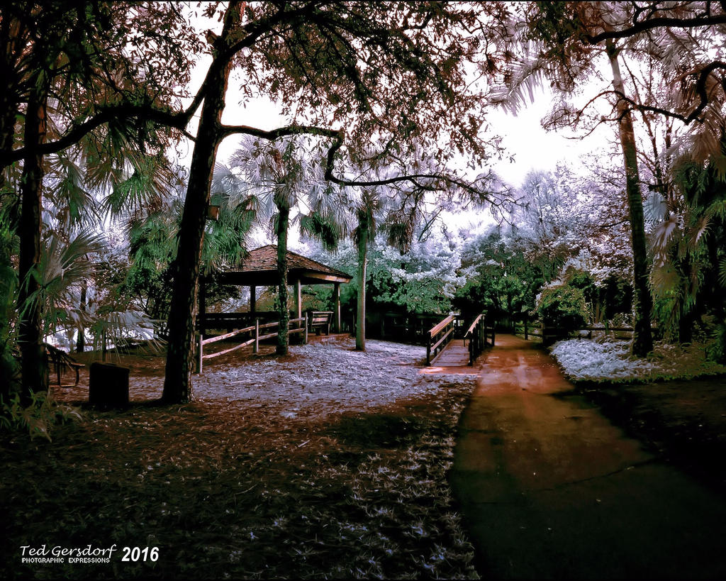 2-2-16 Arboredum IR   6.jpg