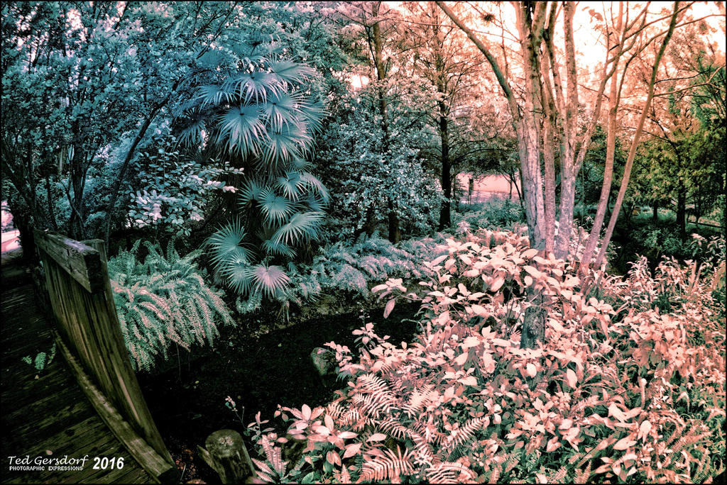 2-2-16 Arboredum IR   7.jpg
