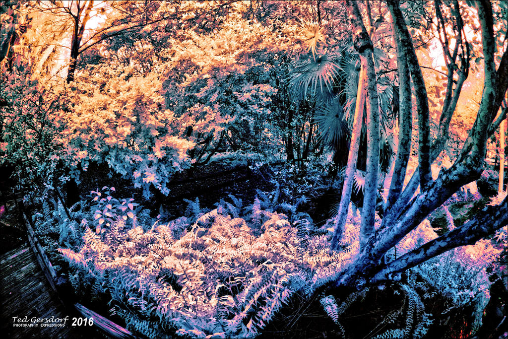 2-2-16 Arboredum IR   8.jpg