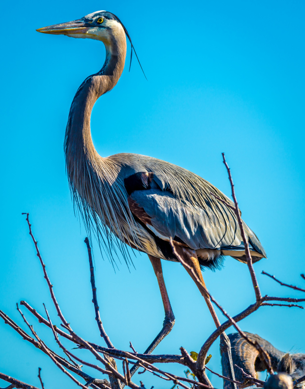 2-25-17 Wako with Nikonites-1-17Small_2606CMA  1-11-17.JPG