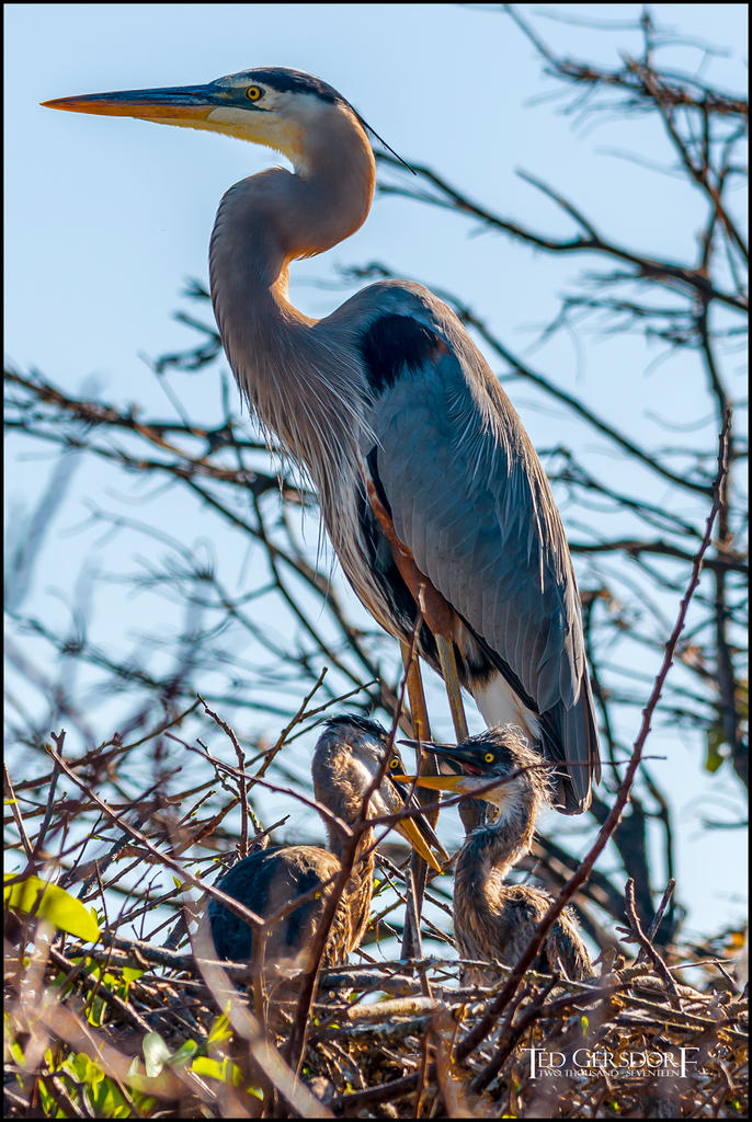 2-25-17 Wako with Nikonites-1-24.jpg