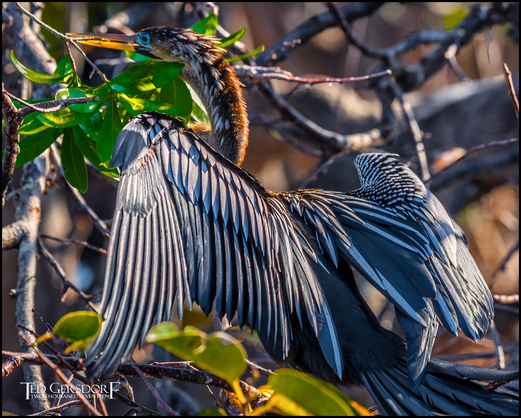 2-25-17 Wako with Nikonites-1-28.jpg