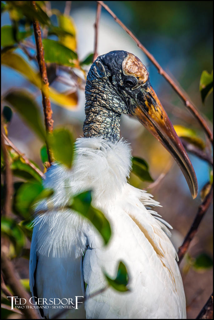 2-25-17 Wako with Nikonites-1-3.jpg 2-25-17 Wako with Nikonites-1-3.jpg