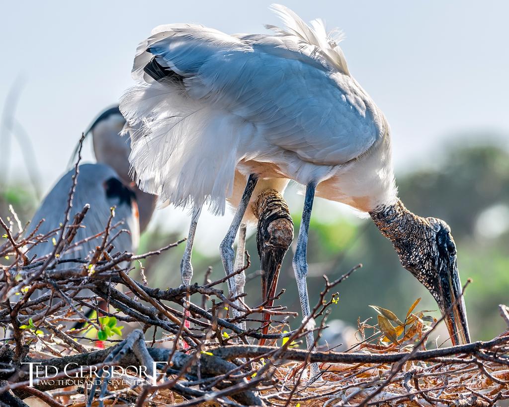 2-25-17 Wako with Nikonites-1-5.jpg 2-25-17 Wako with Nikonites-1-5.jpg