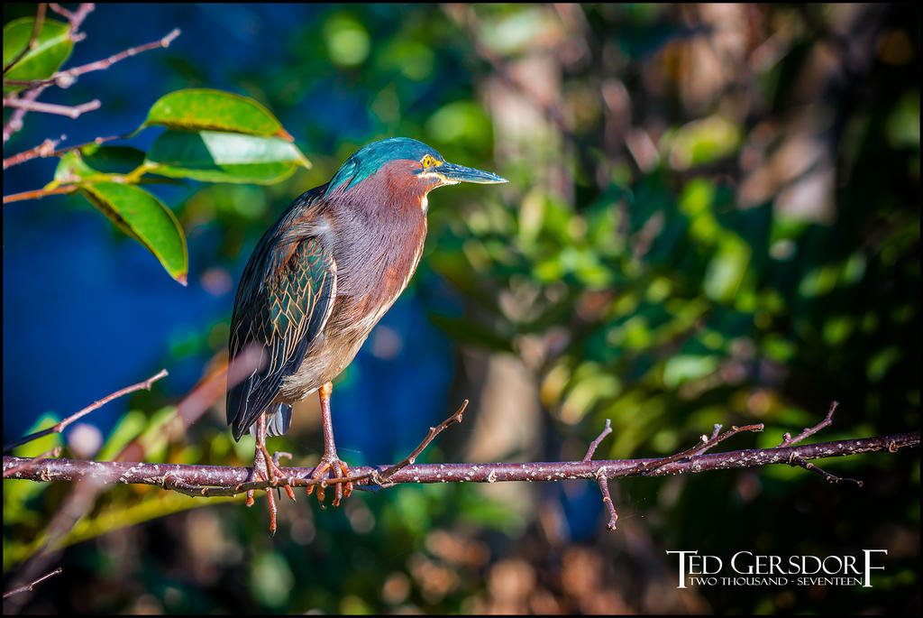 2-25-17 Wako with Nikonites-1.jpg 2-25-17 Wako with Nikonites-1.jpg